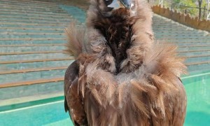 饲养员回应秃鹫蹦蹦跳跳“上班”：它是老员工，每天只上班一分钟，蹦跳是心情愉悦的表现